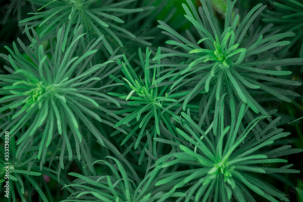 Top view on Beautiful uniform dark green pattern of leaves of needles of a grass plant