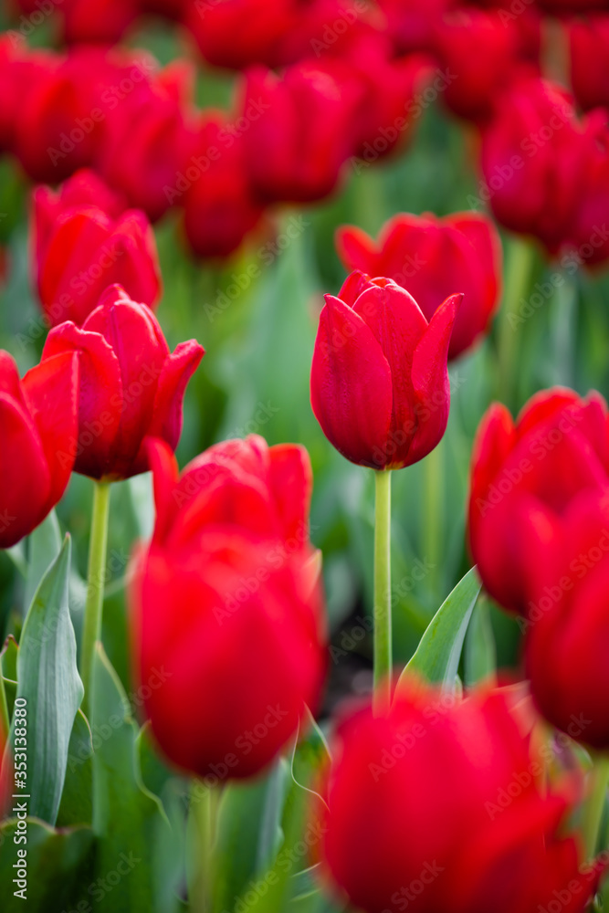 close up view of colorful red tulips with green leaves close up view of colorful red tulips with green leaves