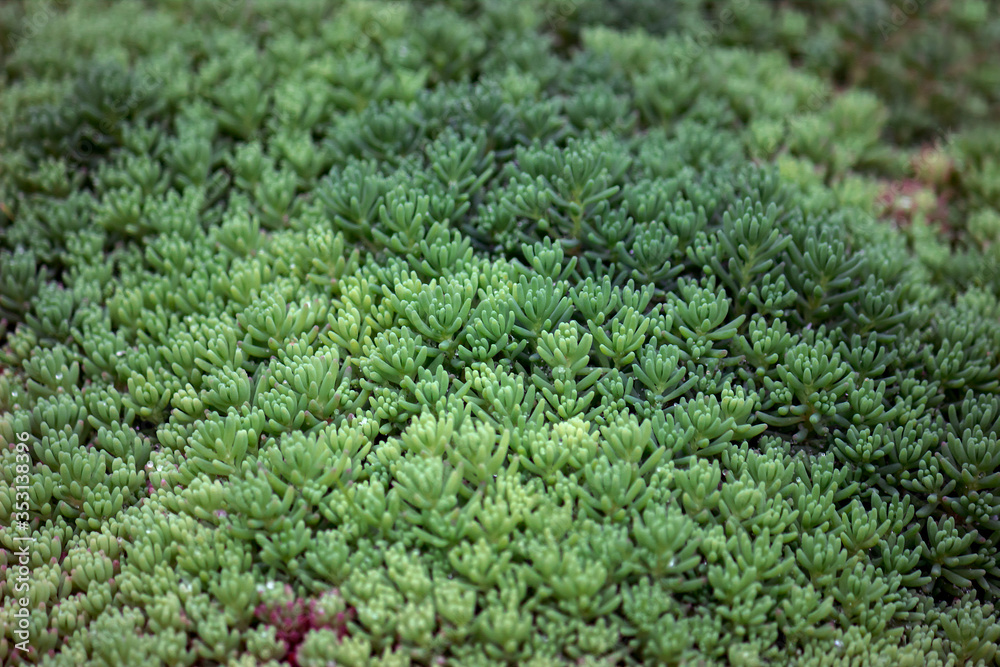 Beautiful green uniform background from garden moss.