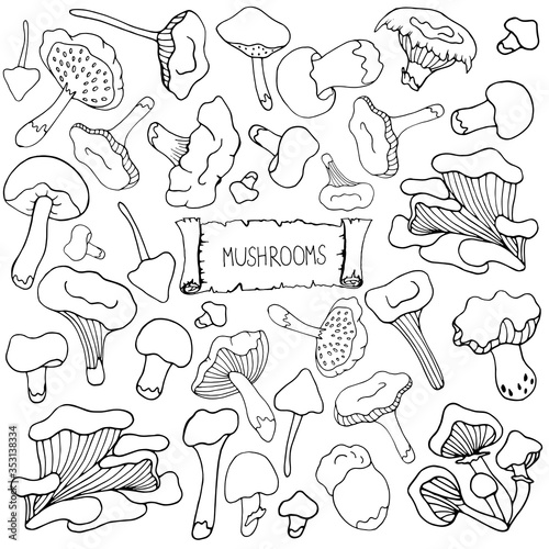 Set with mushrooms. Vector isolated illustration with chanterelles, russules, white mushrooms, oyster mushrooms on a white background. Doodle style. Poster design, printing on fabrics, paper, dishes.