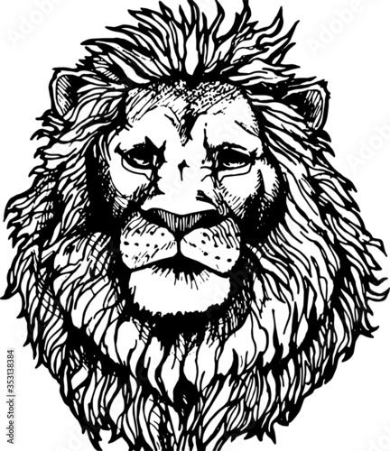 Fototapeta Naklejka Na Ścianę i Meble -  Hand drawn wild animal. Lion. Vector isolated on a transparent background