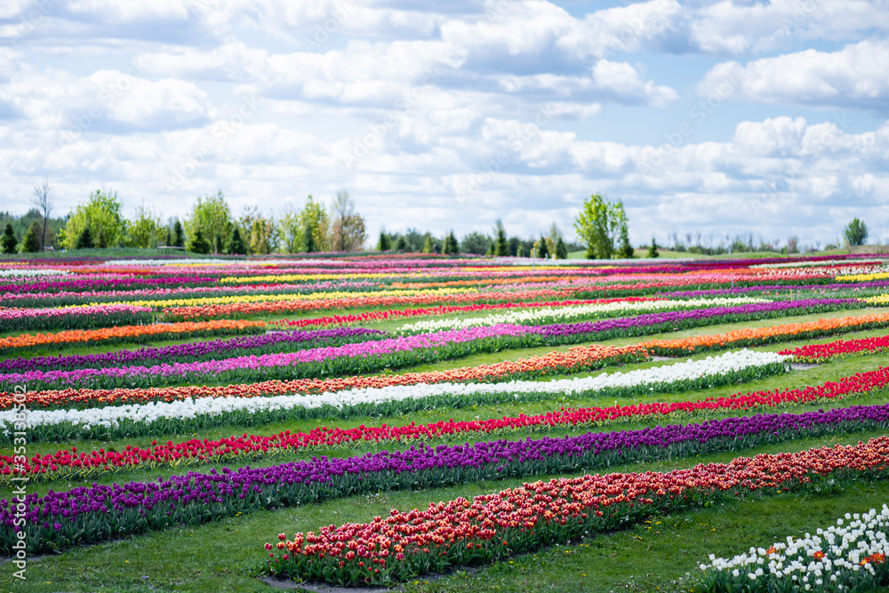 colorful tulips field with blue sky and clouds