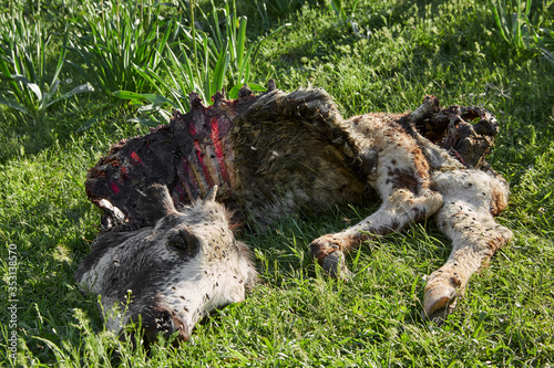 Fototapeta Naklejka Na Ścianę i Meble -  Dead animal lying on the grass, around a lot of flies