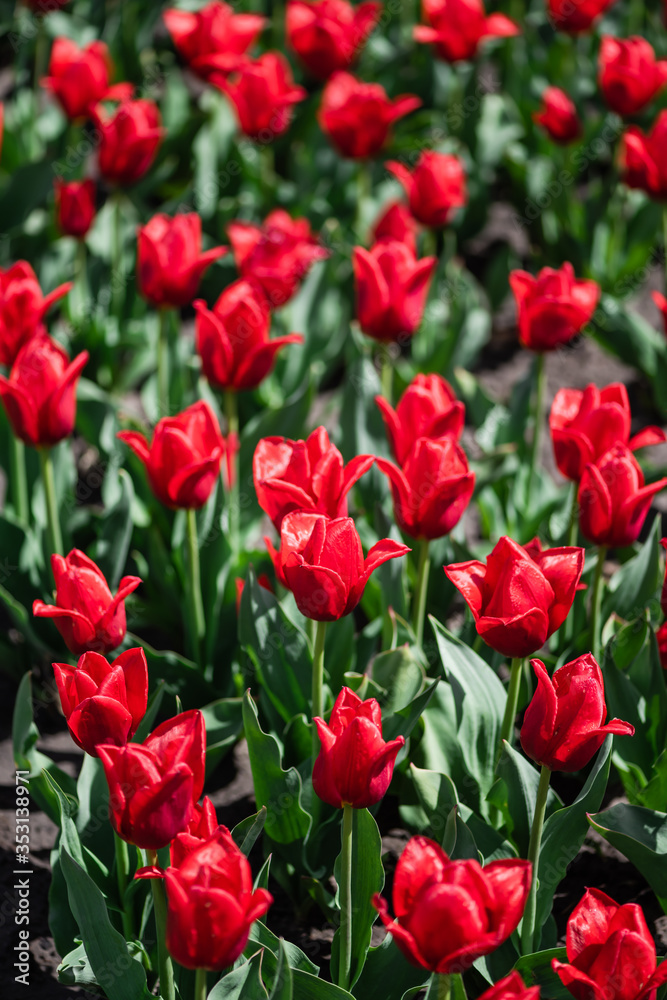selective focus of colorful red tulips with green leaves selective focus of colorful red tulips with green leaves