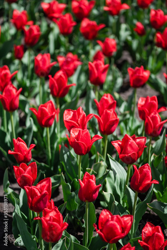 selective focus of colorful red tulips with green leaves