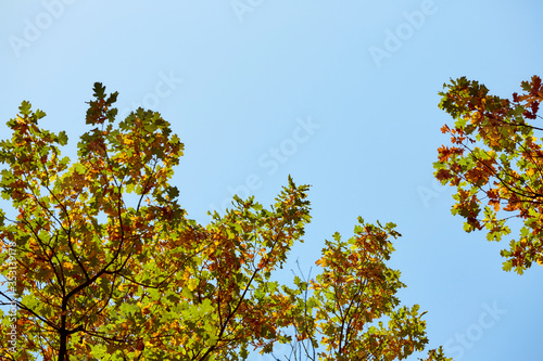 Autumn trees with yellow leaves against blue sky