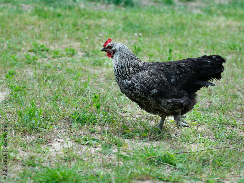 Black hen on green grass on the eco farm