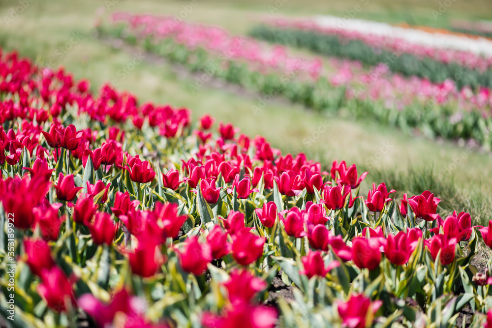 selective focus of red colorful tulips in field selective focus of red colorful tulips in field