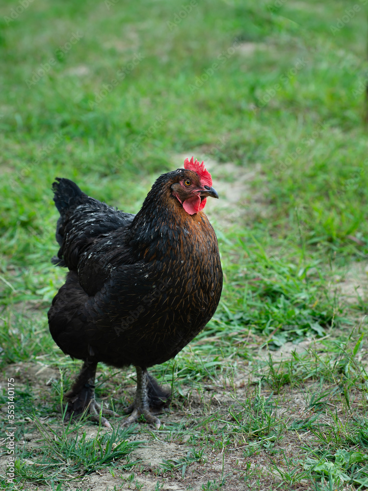 Black hen on green grass on the eco farm