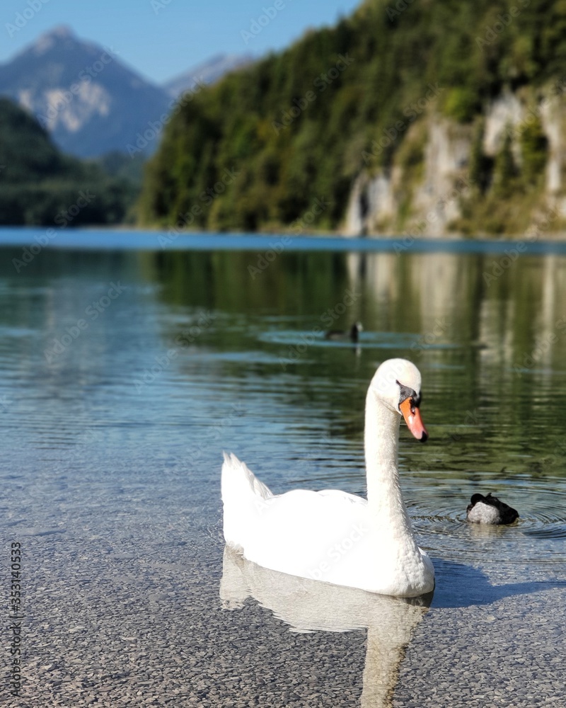 Obraz premium white swan on lake