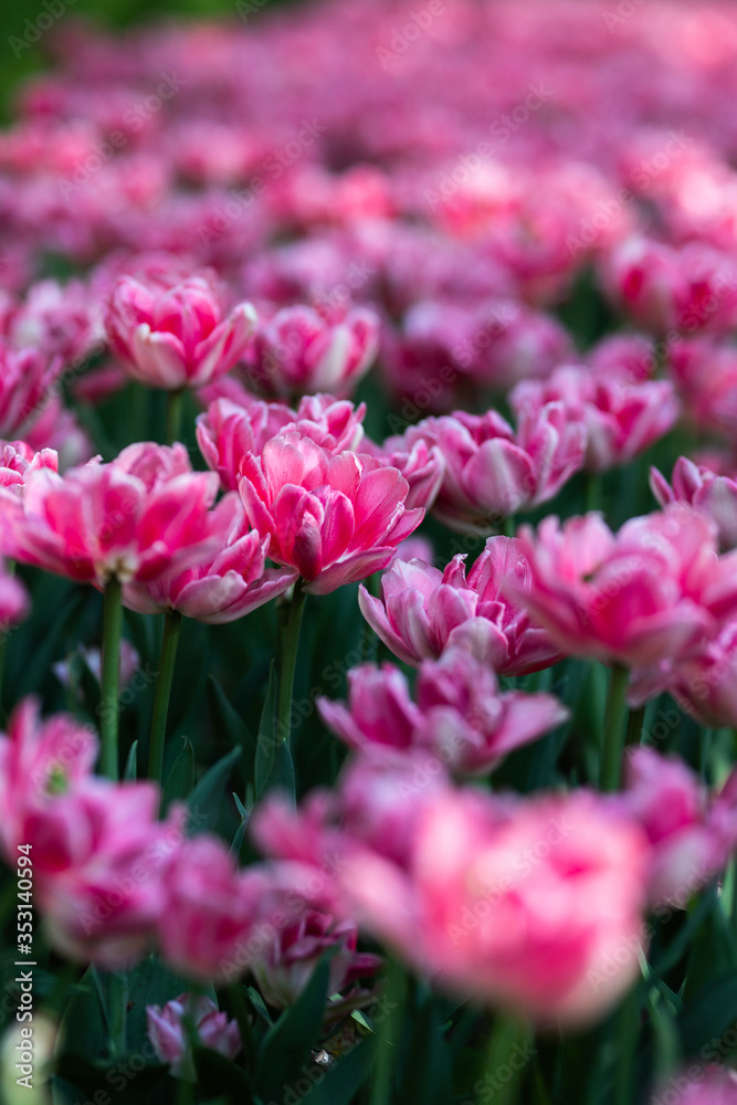 Beautiful flowers. Purple tulips in garden park
