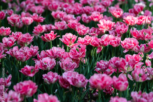 Background of spring tulip flowers 