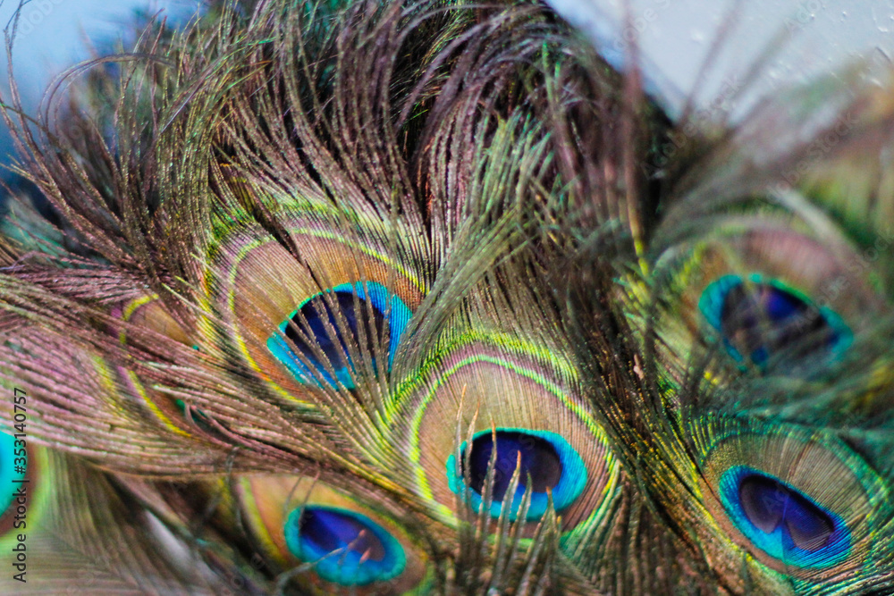 Fototapeta premium colorful peacock feathers