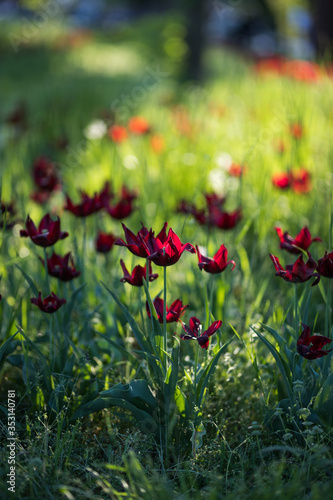 Beautiful flowers. Red tulips in garden park