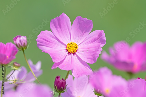 A solitary pink cosmos stands out in a field of flowers