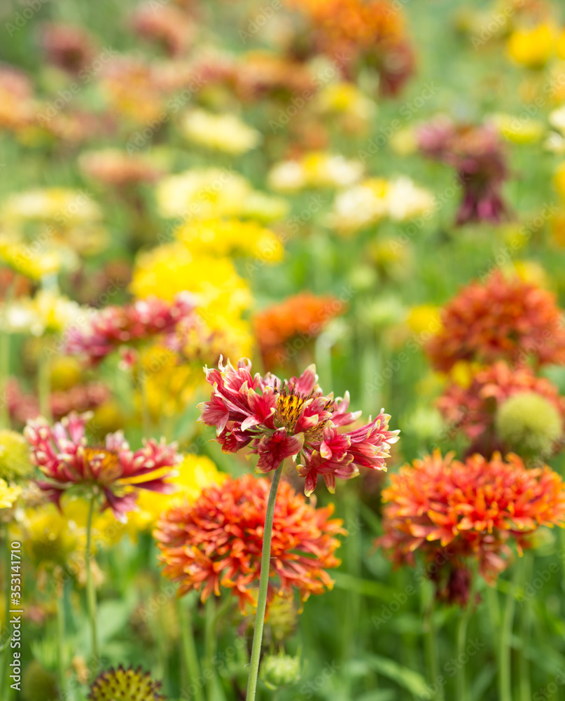 Gaillardia pulchella flowers in the garden close-up
Gaillardia pulchella flowers in the garden close-up