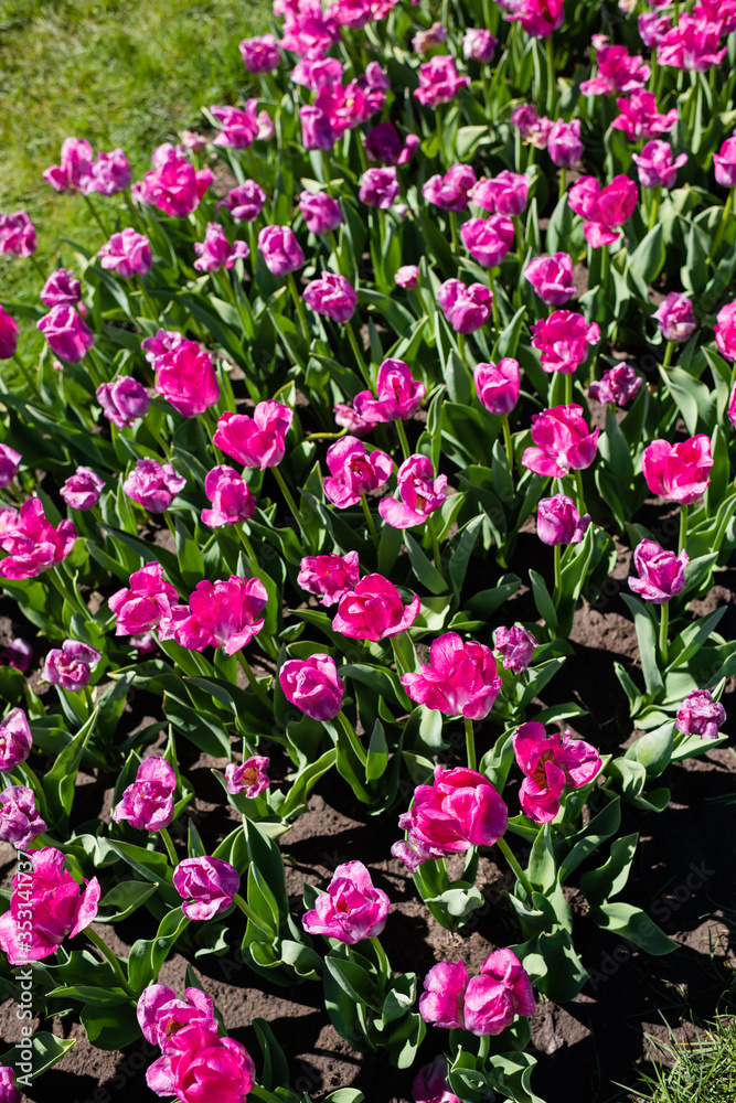 beautiful pink colorful tulips with green leaves