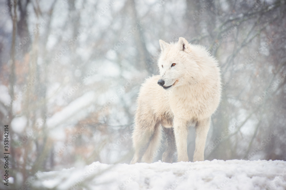 Fototapeta premium Arctic wolf - Canis lupus arctos, also known as the white wolf or polar wolf.