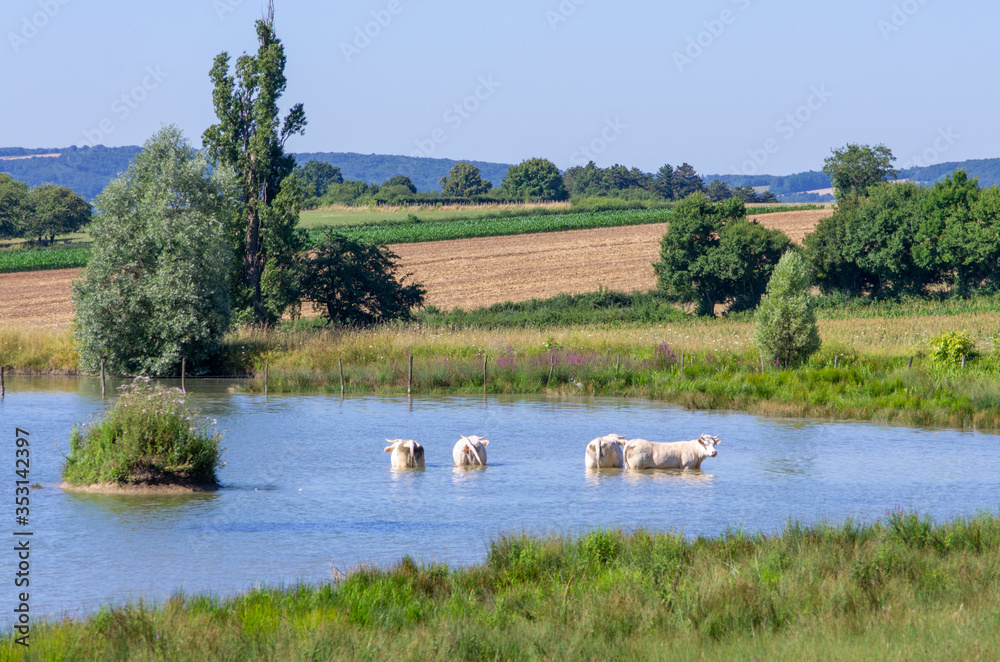 Vaches se rafraichissant dans un étang Vaches se rafraichissant dans un étang