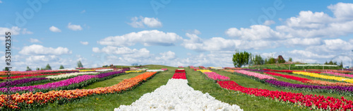 colorful tulips field with blue sky and clouds  panoramic shot