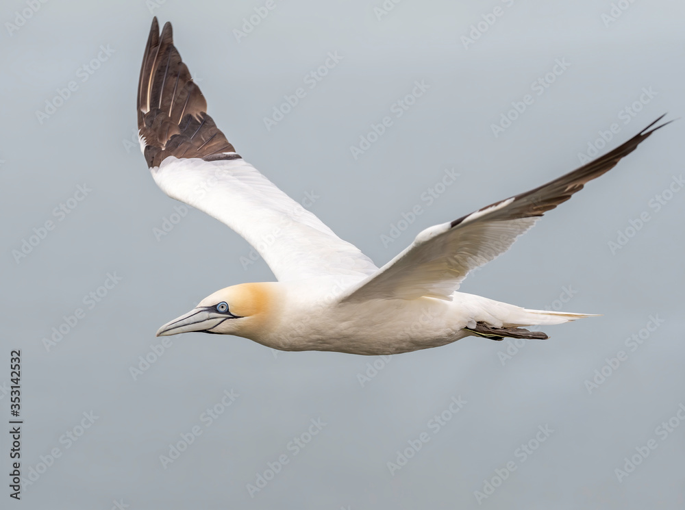 Northern gannet flies close by on a cloudy day Northern gannet flies close by on a cloudy day