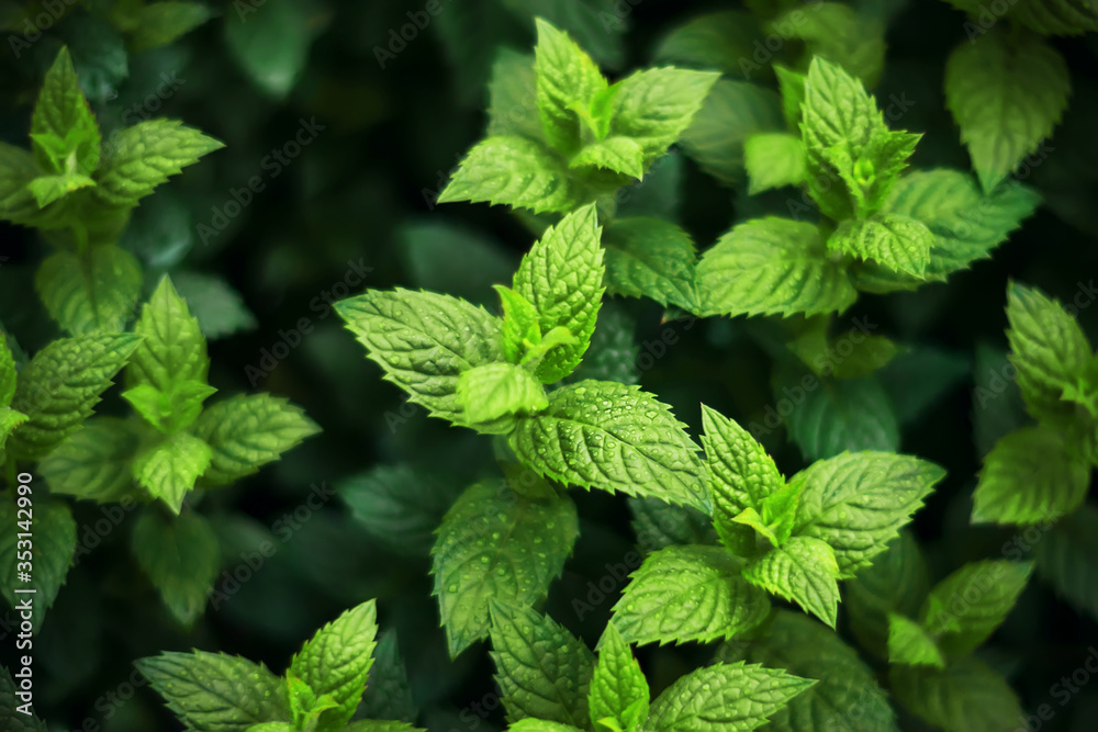 Refreshing fragrant green mint, with dew drops on its leaves, grows in the summer. Refreshing fragrant green mint, with dew drops on its leaves, grows in the summer.
