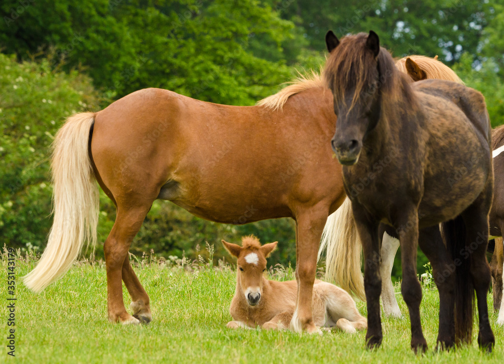 A herd of Icelandic horses with some newborn foal laying in the grass, protected by their mothers