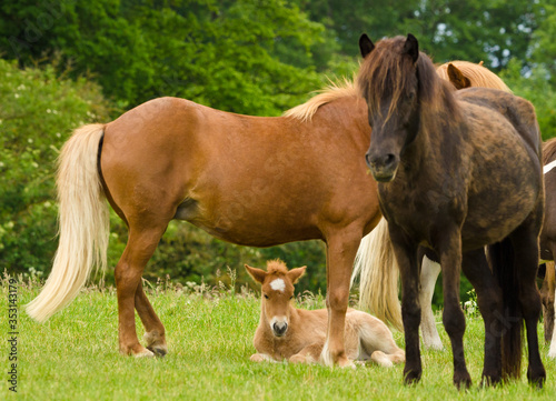 A herd of Icelandic horses with some newborn foal laying in the grass  protected by their mothers