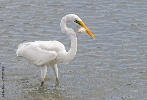 Great egret catches a small fish in Okinawa  Japan