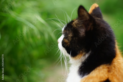 Tricolor cat head closeup, side view in the garden.