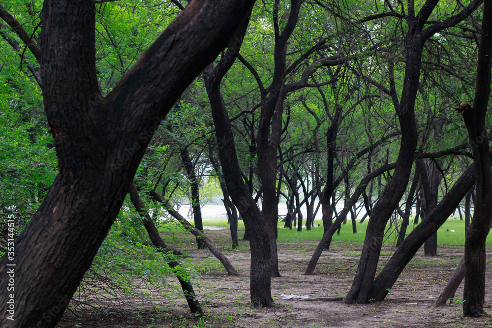 Rows of trees and foliage in Indian jungle Rows of trees and foliage in Indian jungle
