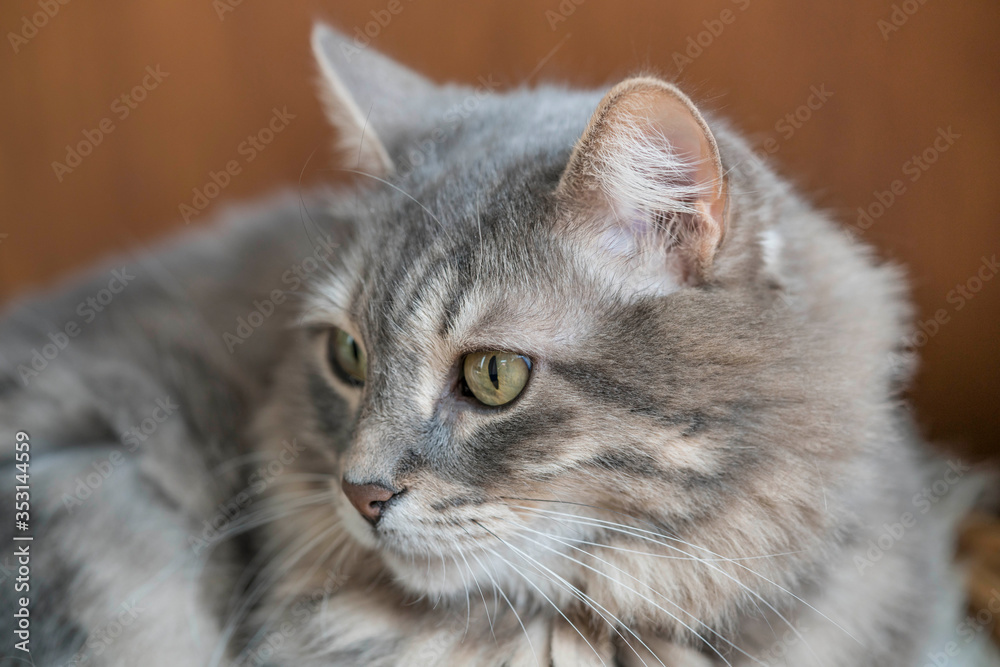 closeup face of a gray tabby cat