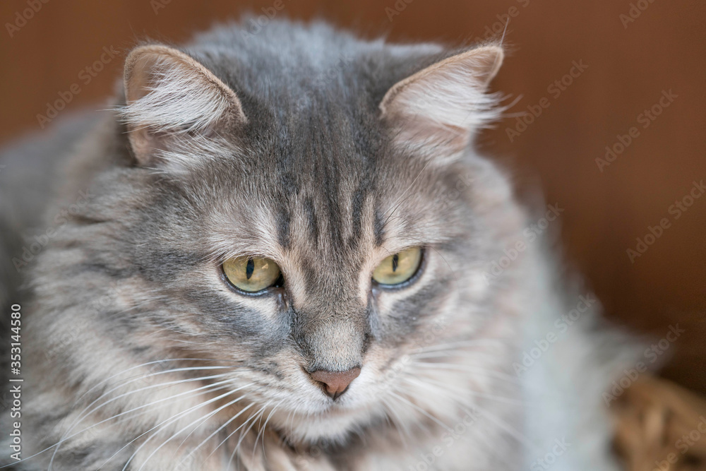 closeup face of a gray tabby cat