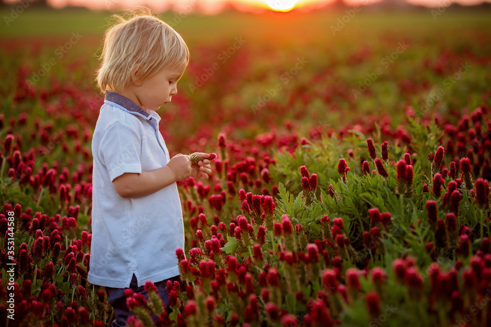 Beautiful children, brothers in gorgeous crimson clover field on sunset, Beautiful children, brothers in gorgeous crimson clover field on sunset,