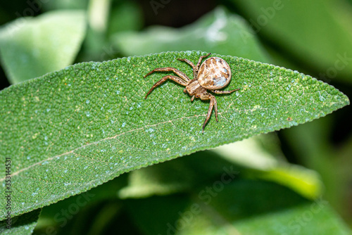 xysticus croceus on sage leaf