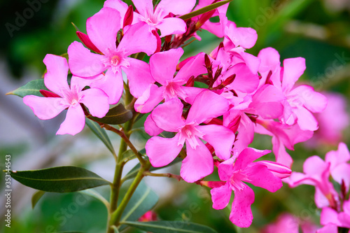 Nerium Oleander Pink flowers and leaves on the bush