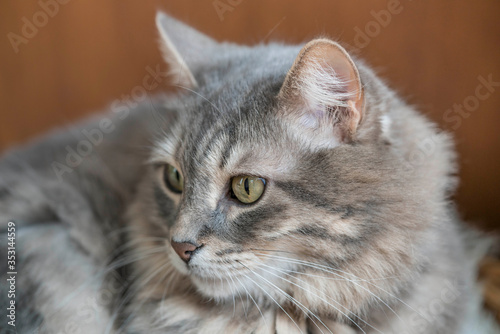 closeup face of a gray tabby cat © berna_namoglu