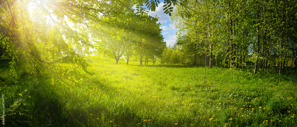 Fototapeta Bright sun rays break through greenery trees in Park on Sunny day in nature outdoor. Bright colorful summer landscape with juicy grass and trees. Wide format.