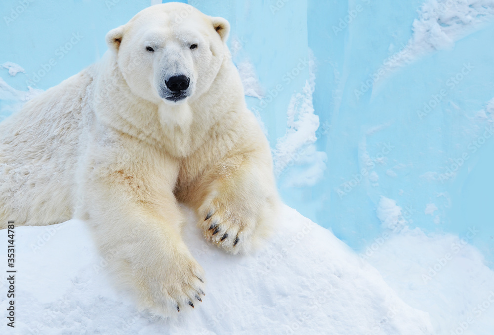 polar bear on ice