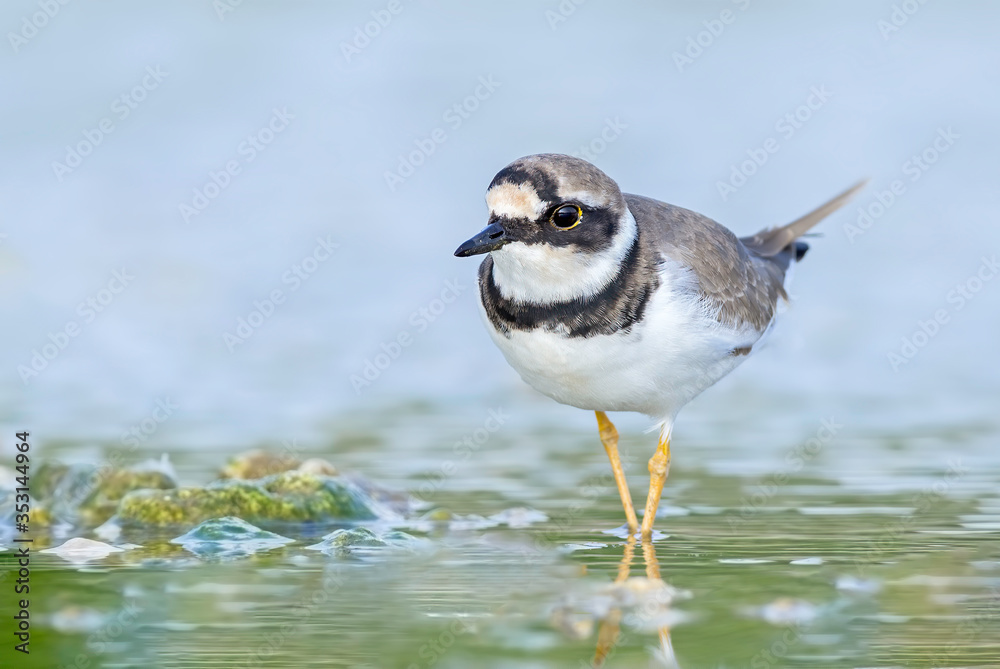 Little ringed plover poses in a tide pool. Little ringed plover poses in a tide pool.