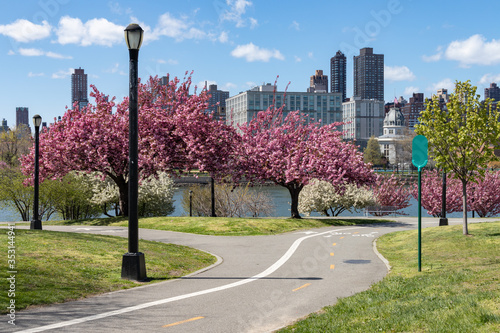 Tablou canvas Empty Trail with Pink Flowering Crabapple Trees during Spring at Rainey Park in