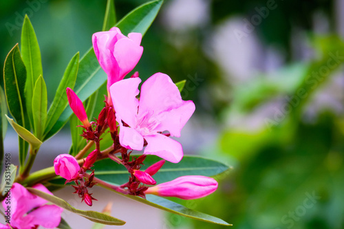 Fototapeta Naklejka Na Ścianę i Meble -  Flower of Nerium Oleander with floral background copy space