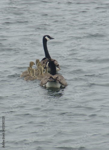 canada goose parents with their goslings, swimming away across a Minnesota pond in the springtime photo