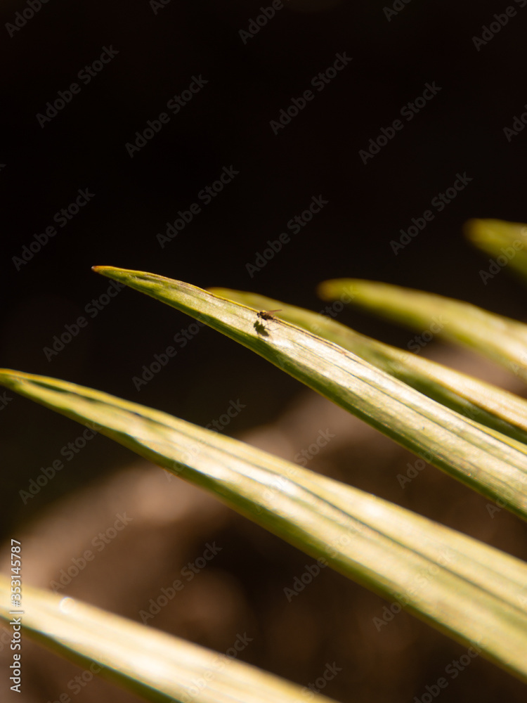 Fly in a Palm leaf Fly in a Palm leaf