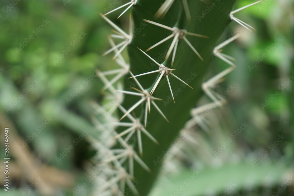 Green cactus with white thrones close up and wide shutter open Green cactus with white thrones close up and wide shutter open