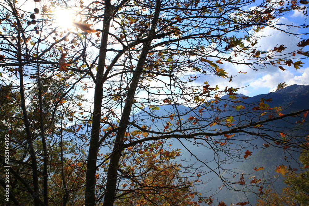 Fototapeta premium autumun leaves