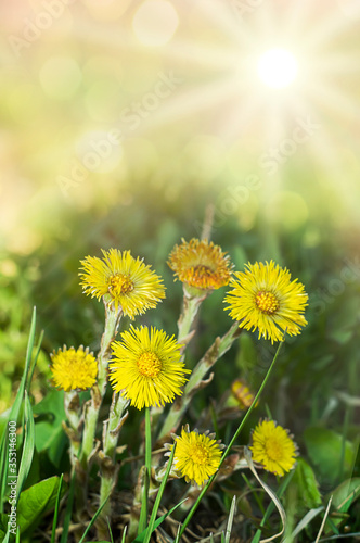 early spring yellow flowers mother and stepmother bright sun rays spring background