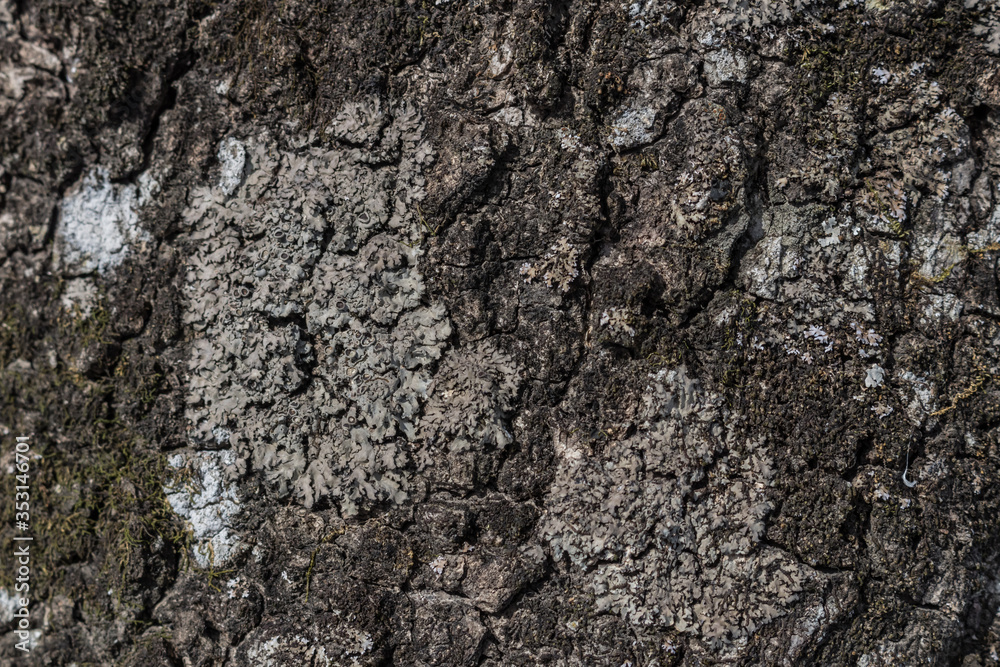 Texture tree bark closeup with lichen and moss Texture tree bark closeup with lichen and moss