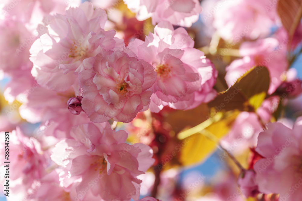 Cherry blossoms on a sunny day. Close-up of sakura flowers.