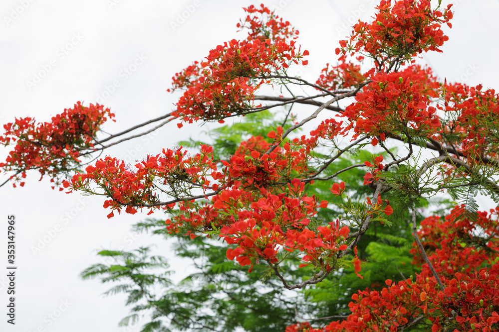 Beautiful red royal poinciana or flamboyant flower (Delonix regia) in summer